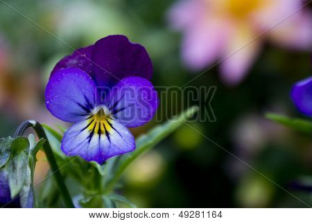 Close Up Purple Violet Flower