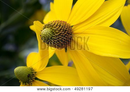 Yellow clasping coneflower