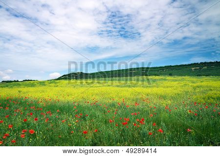 Beautiful Landscape. Field In Crimea. Beautiful Landscape With Flowers. Spring Meadow.
