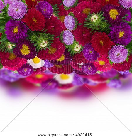 border of fresh aster flowers