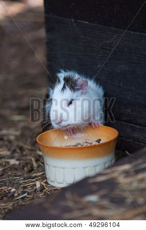 Single Guinea Pig (cavia Porcellus)