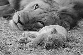 Cute Lion Cub Resting With Father