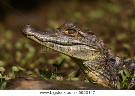 Cayman (Caiman)
