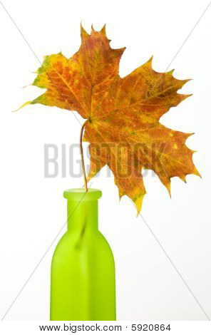 Maple Leaf