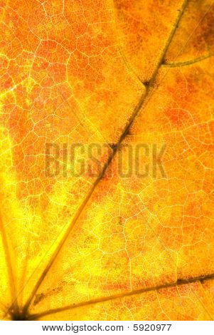 Maple Leaf textuur