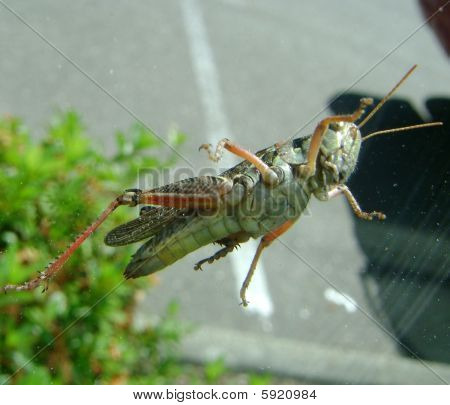 Grasshoper kadar yakın ve kişisel