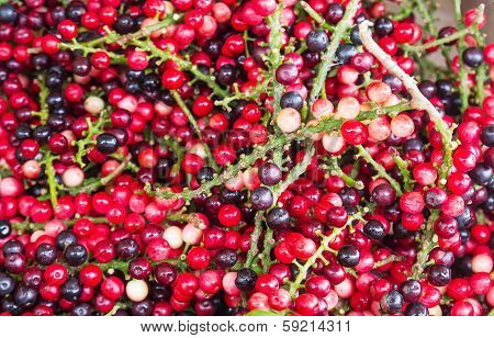 Antidesma Of Tropical  Fruit