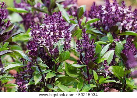 Basil And Blossom