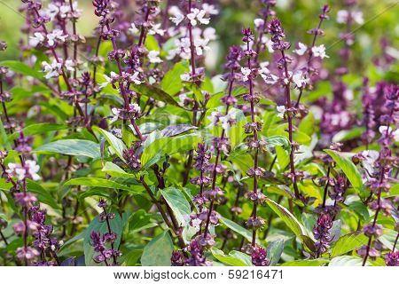Basil And Blossom