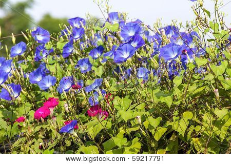Blue Morning Glory Flower In Nature