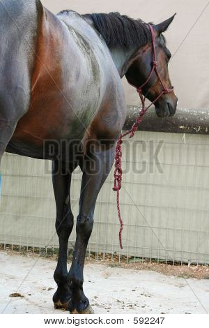 Pferd