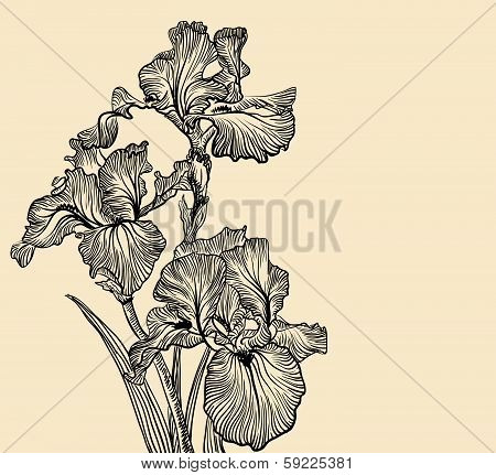 Vector decorative designs of iris flowers