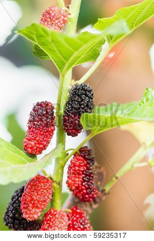 Mulberry On Tree Is Berry Fruit In Nature