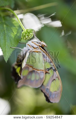 Malachite Butterfly