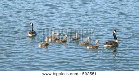 Gansos e Goslings