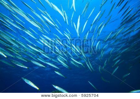 Sarı Barracudas