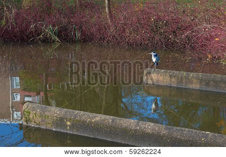 Blue Heron