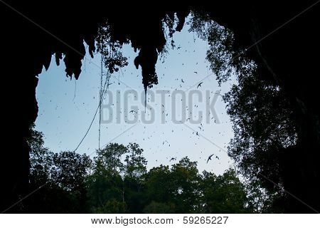 A flock of swifts flying at the Lod cave entrance