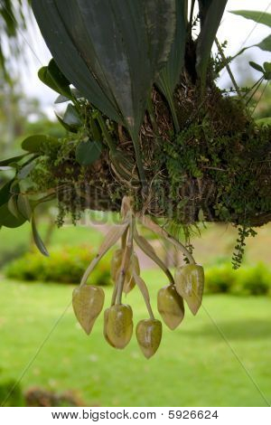 Stanhopea Bloom