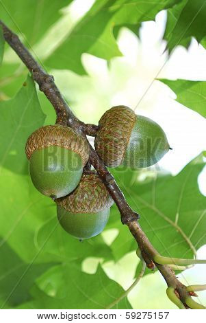 Acorns
