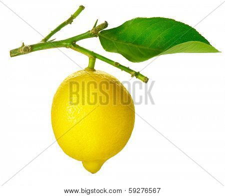 Lemon isolated on a White background. Fresh and Ripe Lime hanging on a branch with Leaf