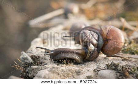 อย่างใกล้ชิดของสองหอย