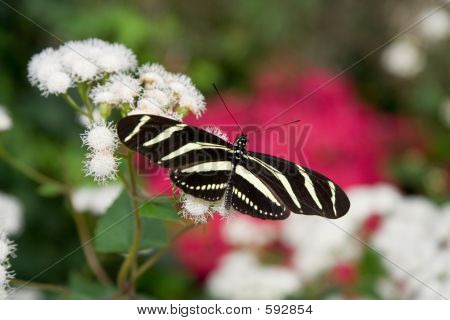 ゼブラ Longwing
