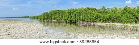 Mangrove Lagoon Panoramic