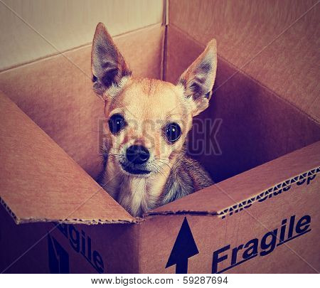 a tiny chihuahua in a box marked fragile done with a vintage retro instagram filter