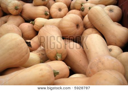 ořešák squash