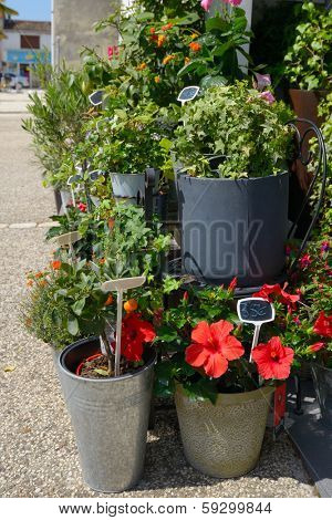 Flower shop in Aitre, Poitou-Charentes, France