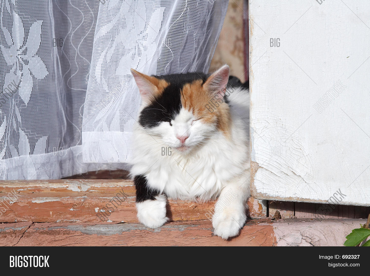 Cat On Porch Image & Photo (Free Trial) Bigstock