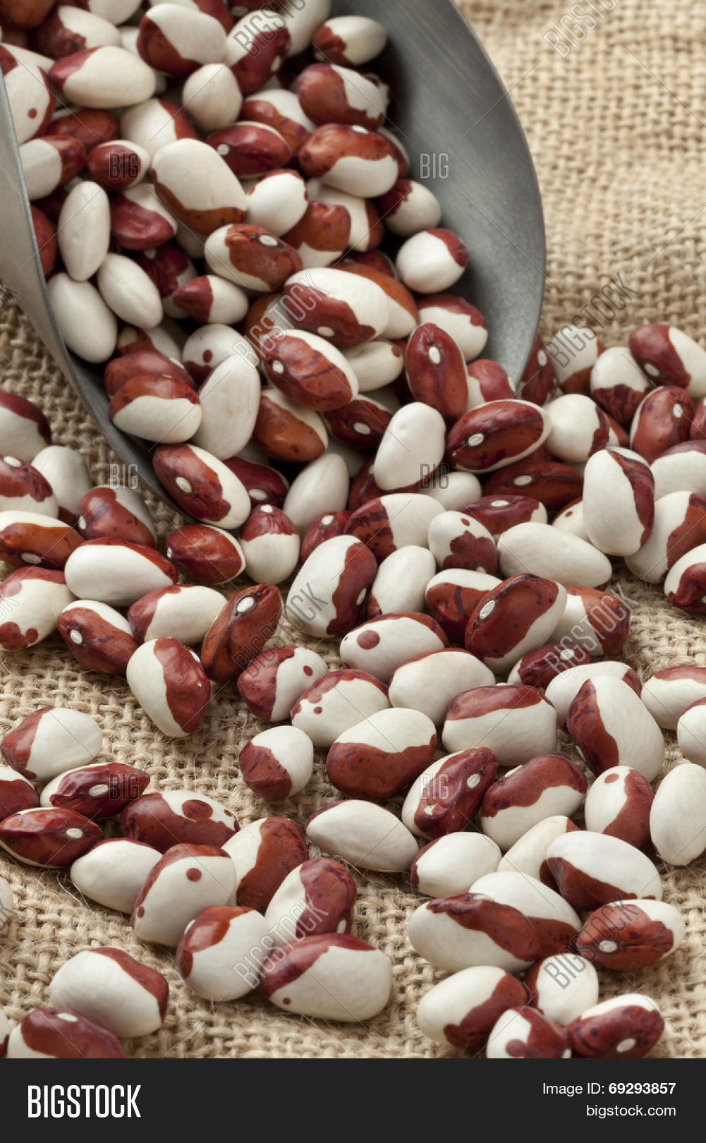 Calypso Beans On Image & Photo (Free Trial) Bigstock