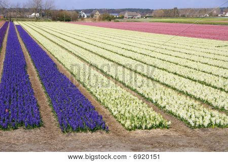 Primavera