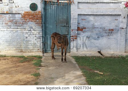 small bull 6