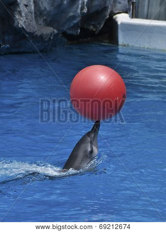 A Dophin Play Red Ball