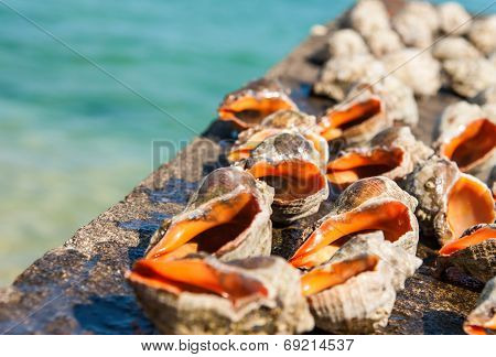 Seashell Rapan On A Sea Background