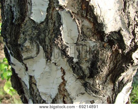 Tree bark.