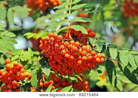 Rowan berries, Mountain ash (Sorbus)