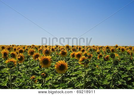 Field Of Sunflowers