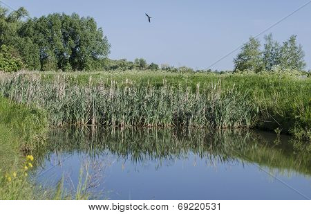 Pond in the village