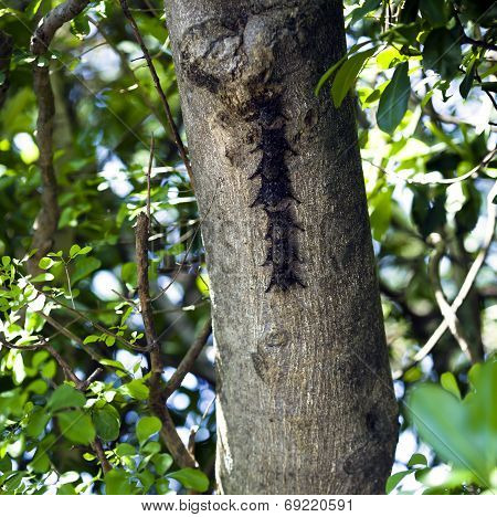 Proboscis Bat - Rhynchonycteris naso in Parque Nacional Palo Verde