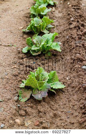 Lettuce Group From Garden