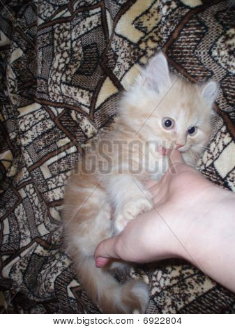 小猫猫