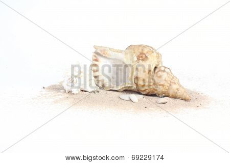 Two Seashells Isolated On White Background