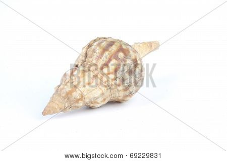 Seashell Isolated On White Background