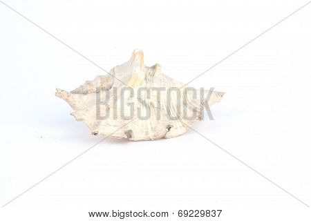 Seashell Isolated On White Background