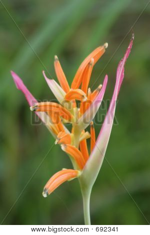Heliconia