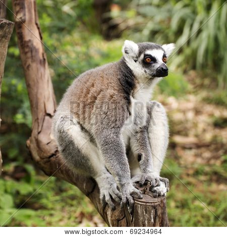 Ring-tailed Lemur