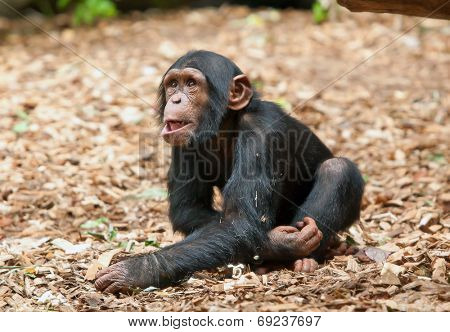 small chimpanzee in the zoo